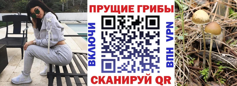 даркнет Telegram Покровск Псилоцибиновые грибы Cubensis